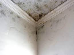 Best Real Estate Mold Inspection  in Lucas, TX