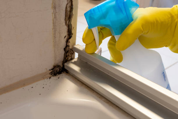 Best Mold Damage Restoration  in Lucas, TX